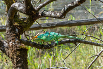 A Parson's Chameleon with orange eyes and green skin with black stripes slowly climbs a branch. The chameleon has a horn on its head and a curled tail. Reserve Peyrieras Madagascar Exotic.