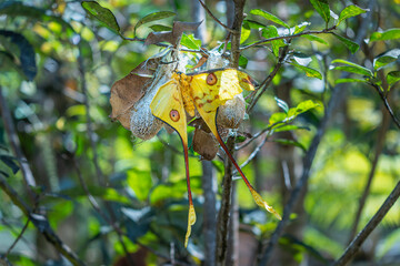 A stunning pair of Comet Moths (Argema mittrei) are seen hanging from their cocoons in the...