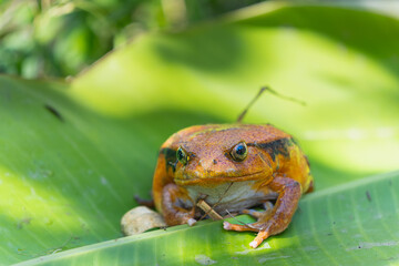 A vibrant orange Tomato Frog(Dyscophus antongilii) resting on a green leaf. The frog's distinctive color and texture are highlighted. Andasibe Reserve, Madagascar.