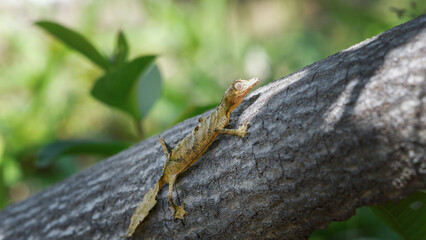 A Giant Leaf-tailed gecko perfectly camouflaged on a tree trunk, its body blending seamlessly with the bark. The gecko's unique leaf-shaped tail and large, expressive eyes are visible. Madagascar.