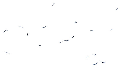 A flock of birds in flight isolated on a white background