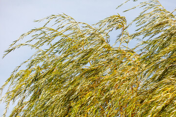 A tree with a lot of leaves blowing in the wind