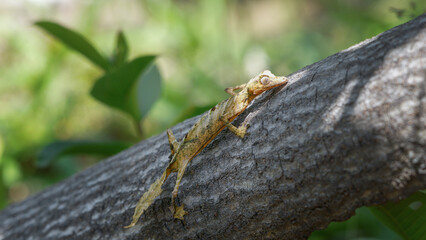 A Giant Leaf-tailed gecko perfectly camouflaged on a tree trunk, its body blending seamlessly with the bark. The gecko's unique leaf-shaped tail and large, expressive eyes are visible. Madagascar.