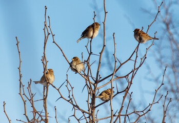 A group of birds are perched on a tree branch