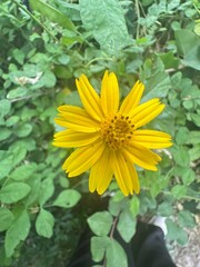 yellow flower in the garden