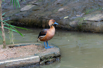 A brown whistling duck stands on a rock in a pond, its colorful plumage contrasting with the green...