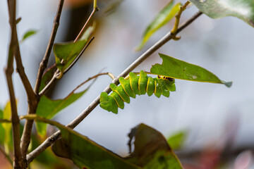 A vibrant green comet moth caterpillar on a branch. The caterpillar has distinctive yellow markings and is surrounded by green leaves. Andasibe Reserve, Madagascar.