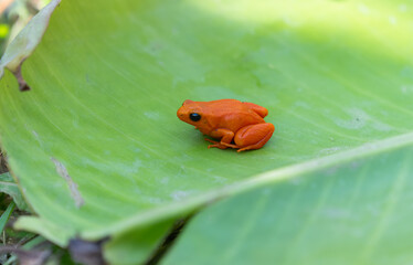 A vibrant orange Golden Mantella Frog sits on a large green leaf. The frog's bright color contrasts with the lush green background, Antananarivo, Madagascar.