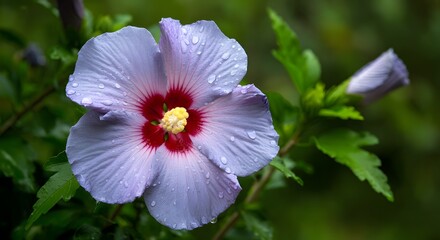 A vibrant yellow hibiscus flower with a red and white center, adorned with dew drops, surrounded by lush green leaves against a dark background.