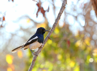 Magpie Robin in the wild