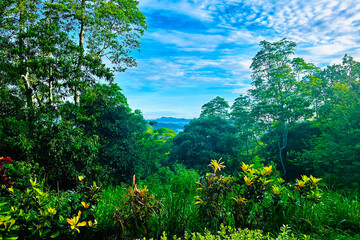 landscape with trees, Nature