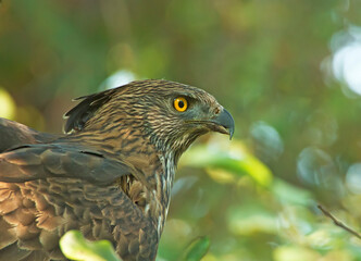 bird of prey