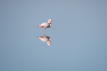 Arles oiseaux ciel mer bateaux