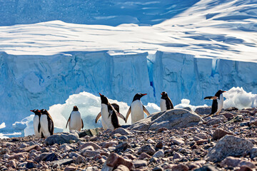 Gentoo Penguins in the Antarctic Area © hecke71