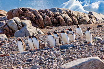 Gentoo Penguins in the Antarctic Area	