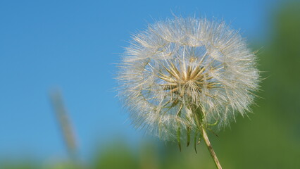 Naklejka premium Dandelion Fluff. Peaceful Bright Blue Green Blurred Lush Foliage. Dandelion Seeds Sway In Wind Across A Summer Field Artistic Nature Background. Gimbal shot.