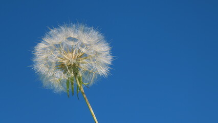 Dreaming Concept. Dandelion Seeds In Morning Sunlight On A Fresh Green Background. Dandelion Sway In Wind Field.