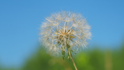 Naklejka premium Beauty In Nature Dandelion Seeds. White Dandelion Seed Head. Seeds On A Dandelion Seed Head Illuminated By Sunlight. Seed Head In Bloom.
