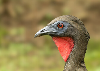 Portrait of a crested guan. The gallinaceous bird lives in a forested landscape in Costa Rica.