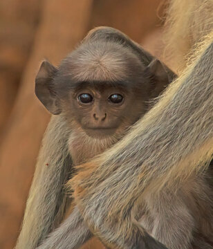 portrait of a moneky