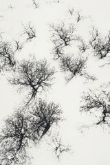 Obraz premium Intricate shadow patterns of silhouetted trees.