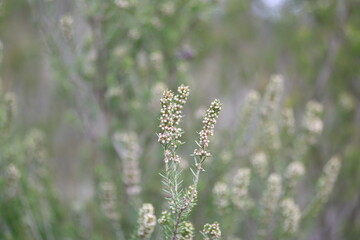 Erica manipuliflora is a plant belonging to the genus Erica