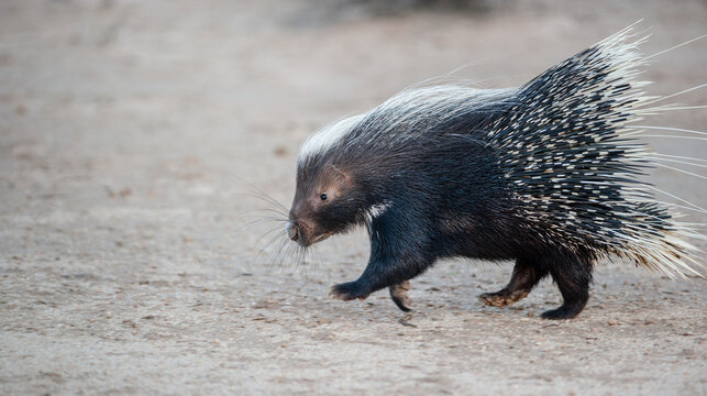 Close-up side view of a porcupine running through the Kalahari desert, Kgalagadi Transfrontier park, Botswana