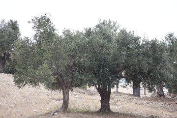 olive trees in the orchard