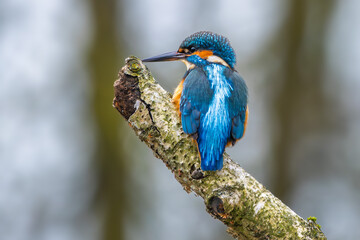 Eisvogel im Herbst auf einem Ast / Vogel / Kingfisher