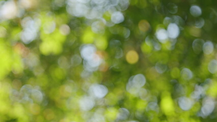 Obraz premium Fall Green Yellow Tree Branch Lush Swaying. Bright Autumn Leaves Of Trees. Yellow And Green Leaves Moving By Afternoon Breeze. Bokeh.