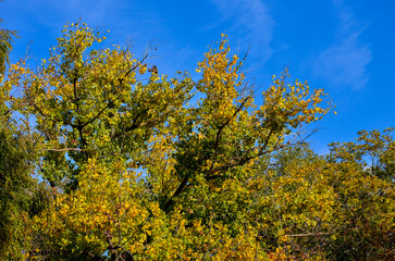 Obraz premium A tree with leaves that are yellow and green. The sky is blue and there are no clouds.