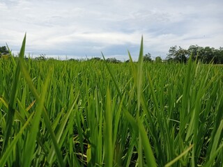 A close-up perspective of a lush green rice paddy field