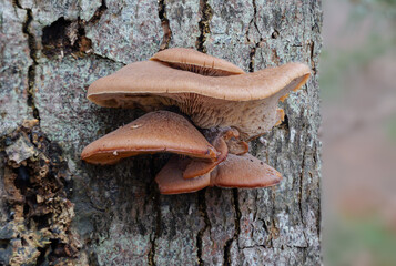 Geschichteter Zähling  (LENTINELLUS URSINUS)