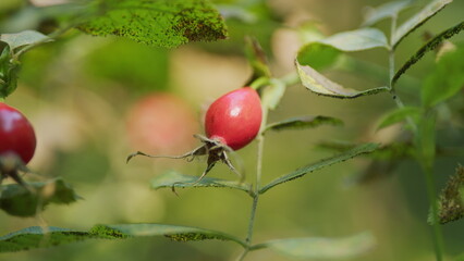 Forest Berry Used In Homeopathy. Large Red Rose Hip Shrub. Red Rose Hip On Bush In Nature. Red Rose Hips With Autumn Sun.
