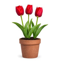 Trio of Red Tulips in a Terracotta Pot: A classic and elegant bouquet of three vibrant red tulips in a terracotta pot, symbolizing love, passion, and new beginnings.  