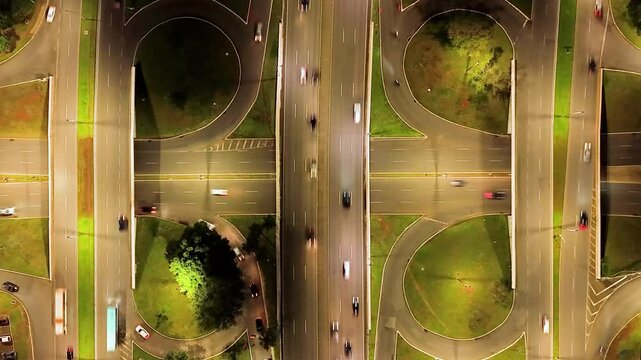 The famous earwigs (tesourinhas) of Bras&iacute;lia