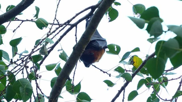 Little red flying-fox (Pteropus scapulatus) hanging upside down from a tree branch amidst lush green foliage.