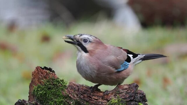 Eichelh&auml;her (Garrulus glandarius)  