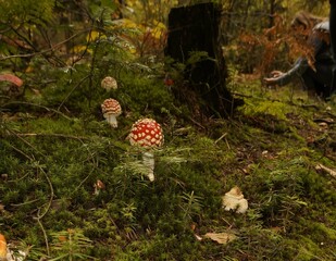 Muchomor czerwony Amanita muscaria