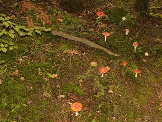 Muchomor czerwony Amanita muscaria