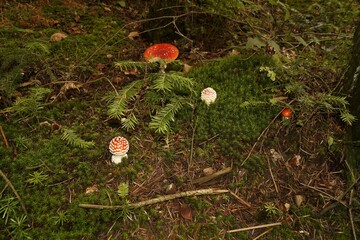Muchomor czerwony Amanita muscaria