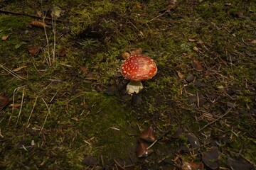 Muchomor czerwony Amanita muscaria