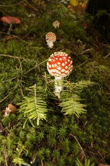 Muchomor czerwony Amanita muscaria