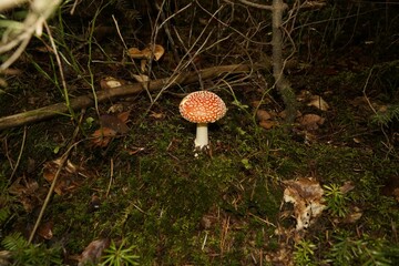 Muchomor czerwony Amanita muscaria