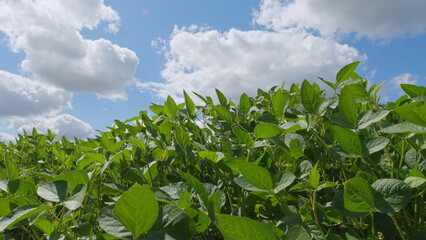 Ecological Planet Protection Concept. Young Soy Plants. Green Soybean Field. Sustainable Soybean Field.