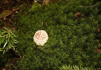 Muchomor czerwony Amanita muscaria
