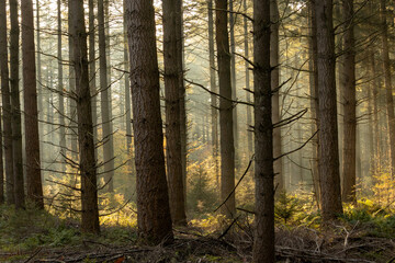 Naklejka premium Behind the dark trees the light falls beautifully on the ground in the forest