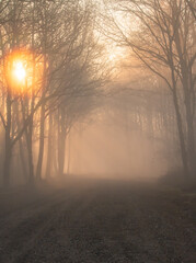 Fototapeta premium Dense fog between the trees, the sun rises and the colors become soft