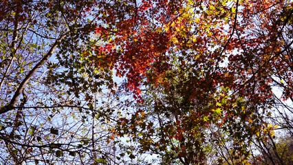 A Forest of Vibrant Maples: Nature’s Autumn Symphony