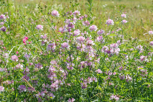 Coronilla or Securigera varia Crown vetch or purple crown vetch grass. Clusters of variegated white and pink flowers in globose umbels on long peduncles with oblong and mucronate foliage, fern-like